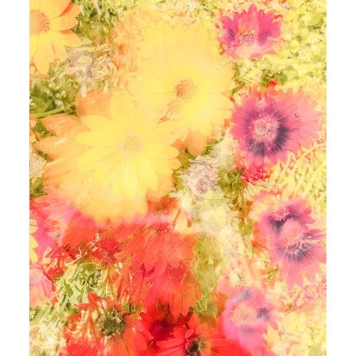 Flower Springtell